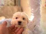 Orijinal Sıfır Boy Maltese Yavrularımız