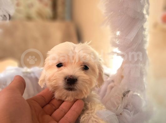 Orijinal Sıfır Boy Maltese Yavrularımız görsel