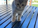 Sevimli British Shorthair