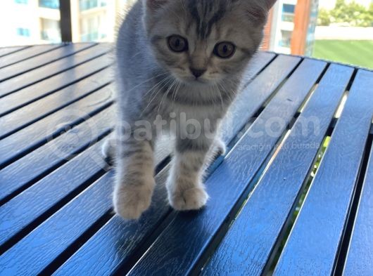 Sevimli British Shorthair görsel