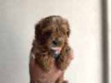 0 Numara Maltipoo Kizimiz