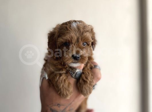 0 Numara Maltipoo Kizimiz görsel