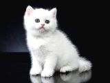 Süper british Shorthair yavrular
