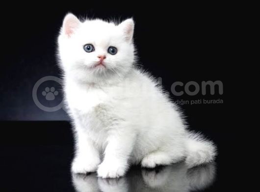 Süper British Shorthair Yavrular
