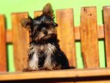 TEACUP YORKSHİRE TERRİER YAVRUSU