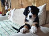 Sçr Belgeli Bernese Erkek Yavrumuz