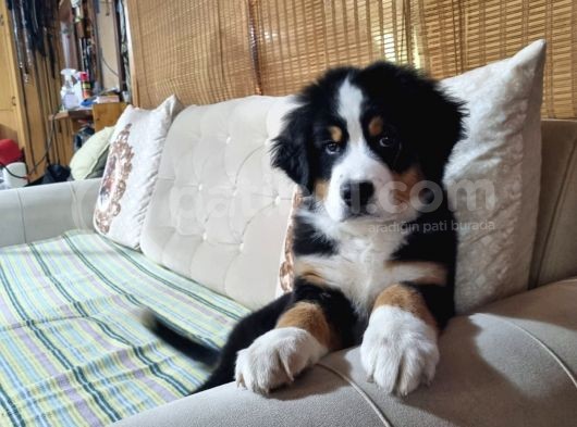 Sçr Belgeli Bernese Erkek Yavrumuz görsel