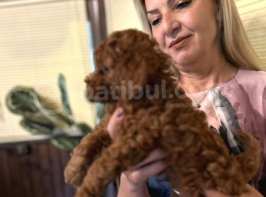 Efsane Red Toy Poodle Yavrularımız görsel