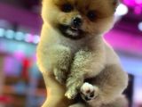 2 Aylık Pomeranian Yavrular