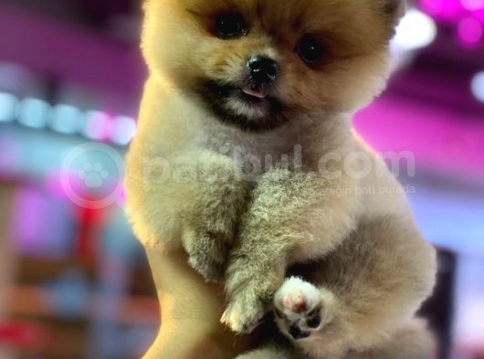 2 Aylık Pomeranian Yavrular görsel