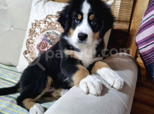 Sçr Belgeli Bernese Erkek Yavrumuz görsel