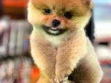 2 Aylık Pomeranian Yavrular