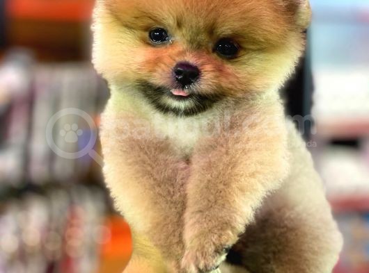 2 Aylık Pomeranian Yavrular görsel