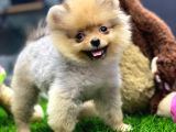 2 Aylık Pomeranian Yavrular