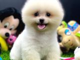 2 Aylık Pomeranian Yavrular