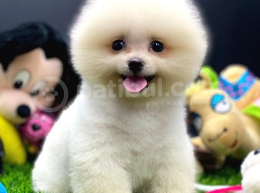 2 Aylık Pomeranian Yavrular görsel