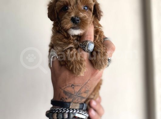 0 Numara Maltipoo Kizimiz
