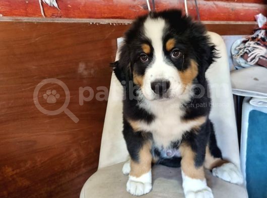 Sçr Belgeli Bernese Erkek Yavrumuz görsel