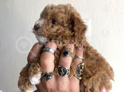 0 Numara Maltipoo Kizimiz görsel
