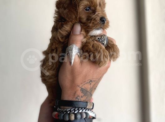 0 Numara Maltipoo Kizimiz görsel