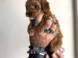 0 Numara Maltipoo Kizimiz