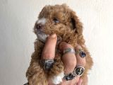 0 Numara Maltipoo Kizimiz