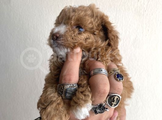 0 Numara Maltipoo Kizimiz görsel