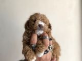 0 Numara Maltipoo Kizimiz