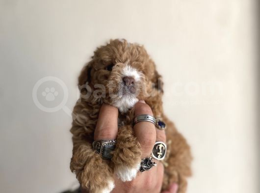 0 Numara Maltipoo Kizimiz görsel