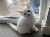 Sevimli British Shorthair