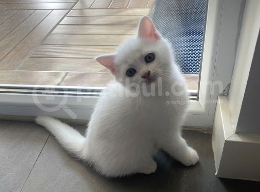 Sevimli British Shorthair görsel