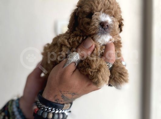 0 Numara Maltipoo Kizimiz görsel