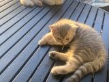 Sevimli British Shorthair