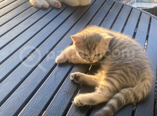 Sevimli British Shorthair