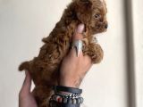 0 Numara Maltipoo Kizimiz