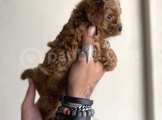 0 Numara Maltipoo Kizimiz görsel