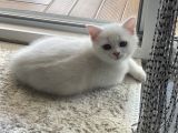 Sevimli British Shorthair