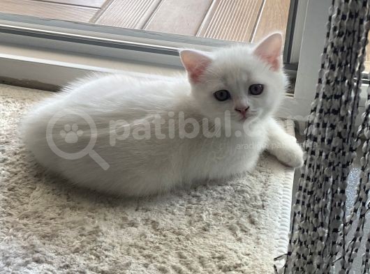 Sevimli British Shorthair görsel