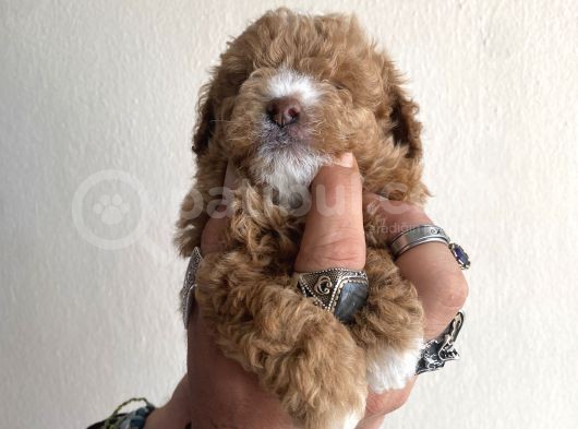 0 Numara Maltipoo Kizimiz görsel