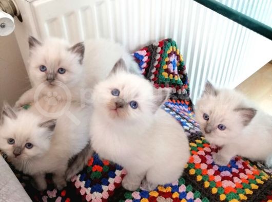 Safkan Ragdoll Yavrular görsel