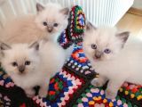 Safkan Ragdoll Yavrular