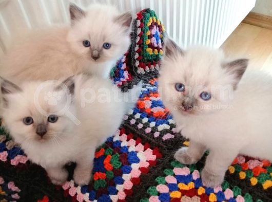 Safkan Ragdoll Yavrular görsel