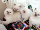 Safkan Ragdoll Yavrular