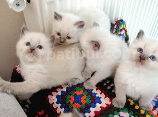 Safkan Ragdoll Yavrular görsel