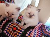 Safkan Ragdoll Yavrular