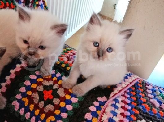 Safkan Ragdoll Yavrular görsel