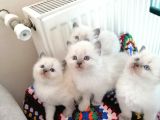 SAFKAN RAGDOLL YAVRULAR