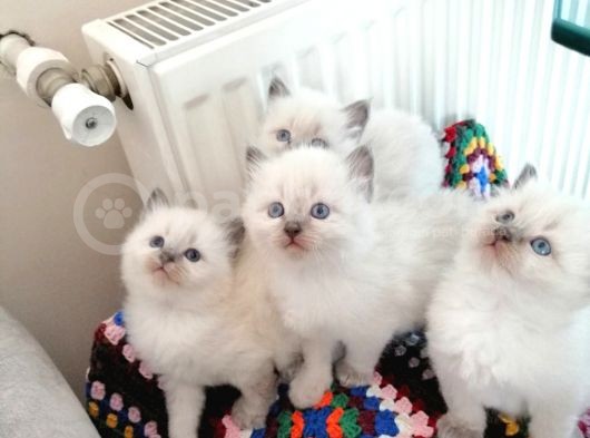 Safkan Ragdoll Yavrular