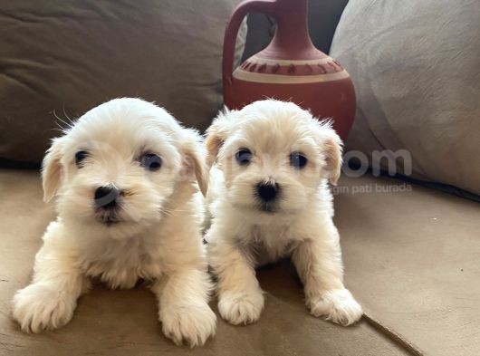 0 Numara Maltese Terrier Bebeklerimiz