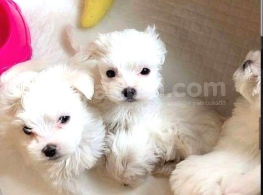 Kar Beyazı Maltese Terrier Bebekler görsel